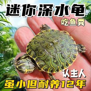 深水黄耳龟迷你宠物招财鱼缸清洁混养活物冷水龟苗龟粮观赏乌龟