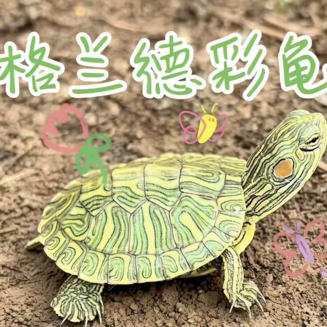 格兰德彩龟家养宠物小乌龟深水耐活好养个性观赏招财油彩木纹乌龟