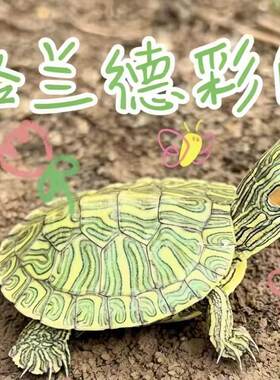 格兰德彩龟家养宠物小乌龟深水耐活好养个性观赏招财油彩木纹乌龟