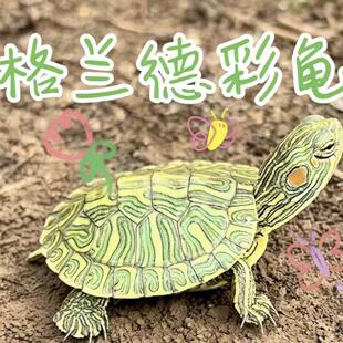 格兰德彩龟家养宠物小乌龟深水耐活好养个性观赏招财油彩木纹乌龟