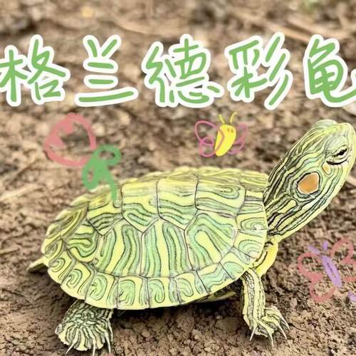 格兰德彩龟家养宠物小乌龟深水耐活好养个性观赏招财油彩木纹乌龟