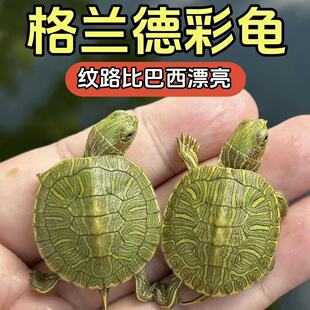 格兰德彩龟家养宠物小乌龟深水耐活好养个性观赏招财油彩木纹乌龟