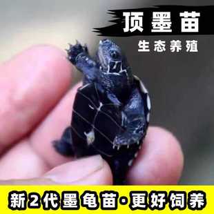 顶墨龟苗活体宠物小乌龟深水全墨龟黑腹中华草龟金线龟长寿情侣龟