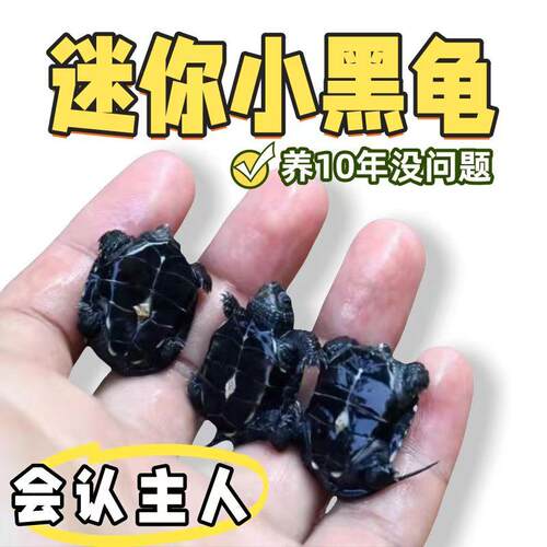 迷你小黑龟苗活体中华草龟