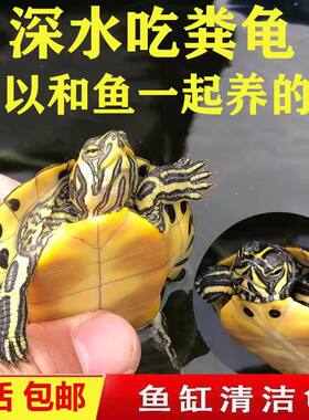 超小黄耳龟鱼缸混养清洁水质吃鱼粪深水金边吃粪小黄耳稀有