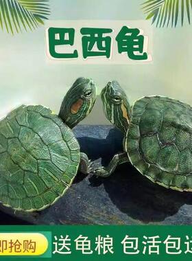 黄金巴西龟情侣乌龟一对绿色小乌龟大龟观赏龟深水龟公母乌龟包活