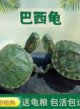 巴西龟情侣乌龟绿色小乌龟观赏龟