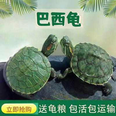 巴西龟情侣乌龟绿色小乌龟观赏龟