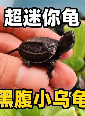 黑腹乌龟宠物活体玄武小乌龟苗