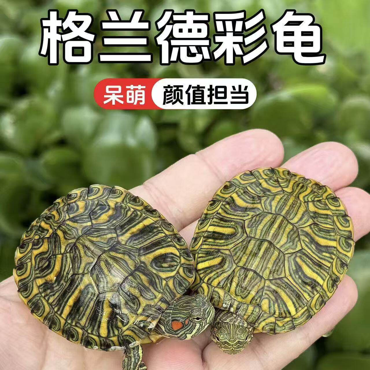 格兰德彩龟家养宠物小乌龟深水耐活好养个性观赏招财油彩木纹乌龟