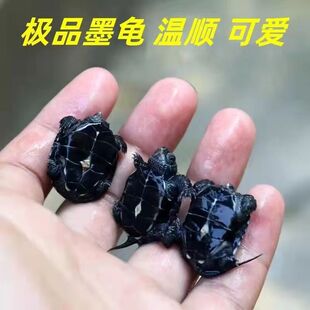 顶墨龟苗活体外塘深水中华小草龟初墨龟苗宠物情侣一对金线长寿龟