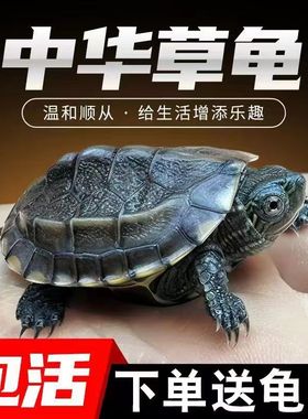 中华草龟苗活体小乌龟黑腹全顶墨龟宠物外塘深水龟冷水观赏大龟苗