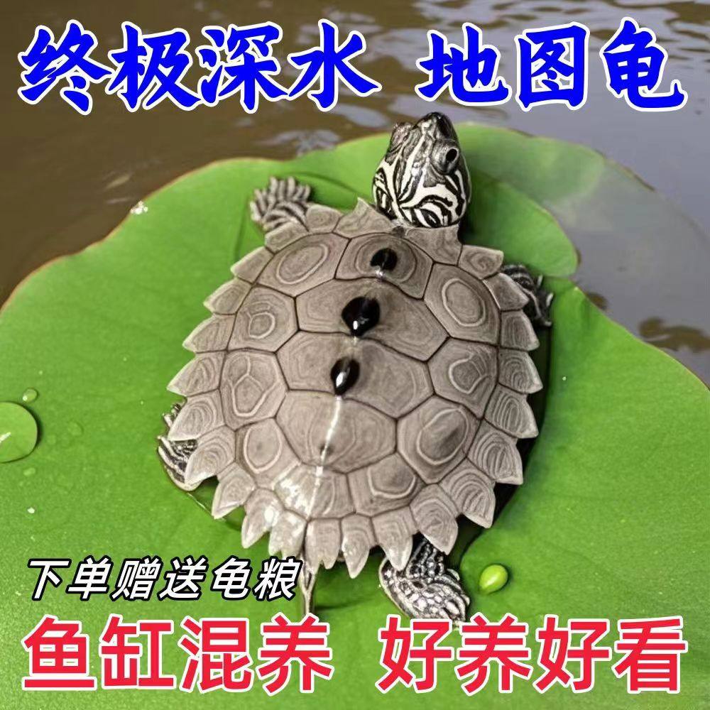 深水地图龟冷水观赏清洁乌龟宠物活物鱼缸混养密西西比北部活物龟