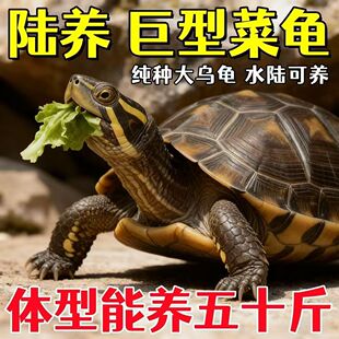 陆养特大巨型陆地纯种草龟中华家养活物温顺大型罕见下蛋素食乌龟