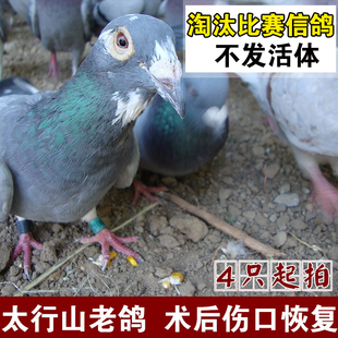 易农人 淘汰比赛信鸽老鸽子大鸽子新鲜现杀鸽子肉产后进补4只装