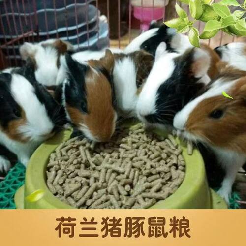 饲料豚鼠兔主粮食物粮食荷兰猪