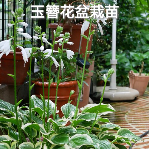 玉簪花盆栽苗庭院耐阴植物