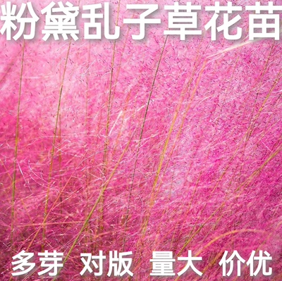 粉黛乱子草花苗多年生花海花卉