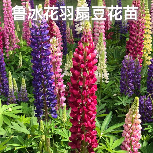鲁冰花盆栽花园三剑客带花苞四季开花庭院花卉植物耐寒