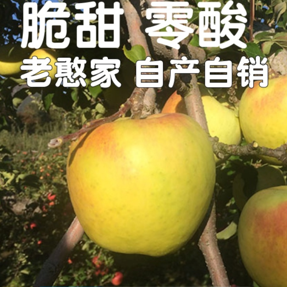 日本青森明月水蜜桃丑苹果