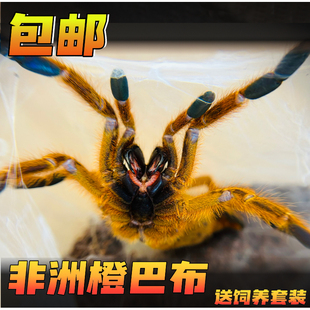 网红高端宠物金黄色铺鸟蛛凶猛好养非洲烈阳橙巴布c8蜘蛛活体爬宠
