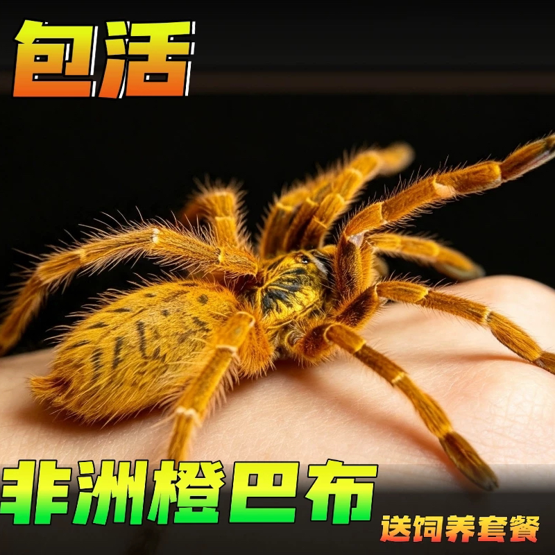 网红高端宠物金黄色铺鸟蛛凶猛好养非洲烈阳橙巴布c8蜘蛛活体爬宠