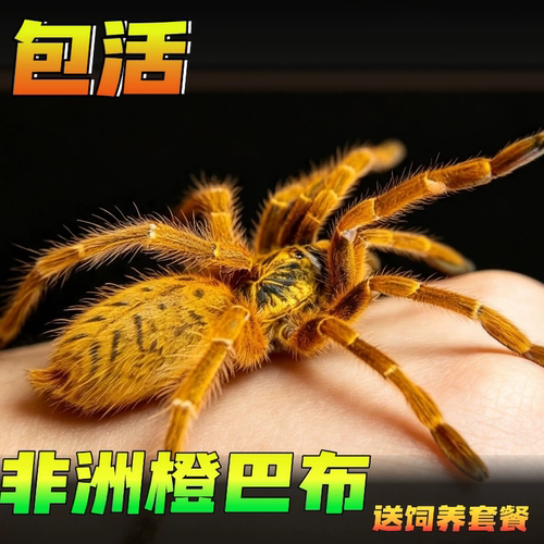 网红高端宠物金黄色铺鸟蛛凶猛好养非洲烈阳橙巴布c8蜘蛛活体爬宠