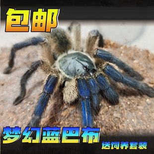 索科特拉岛梦幻蓝巴布 蓝色蜘蛛宠物活体爬虫巨型铺鸟蛛异族爬宠