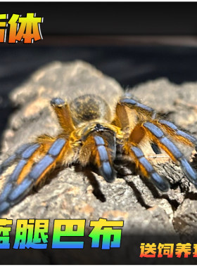 魔幻蜘蛛南非蓝腿巴布HP2-7厘米大型宠物漂亮经典魔幻地栖捕鸟蛛