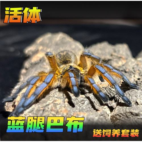 魔幻蜘蛛南非蓝腿巴布HP2-7厘米大型宠物漂亮经典魔幻地栖捕鸟蛛
