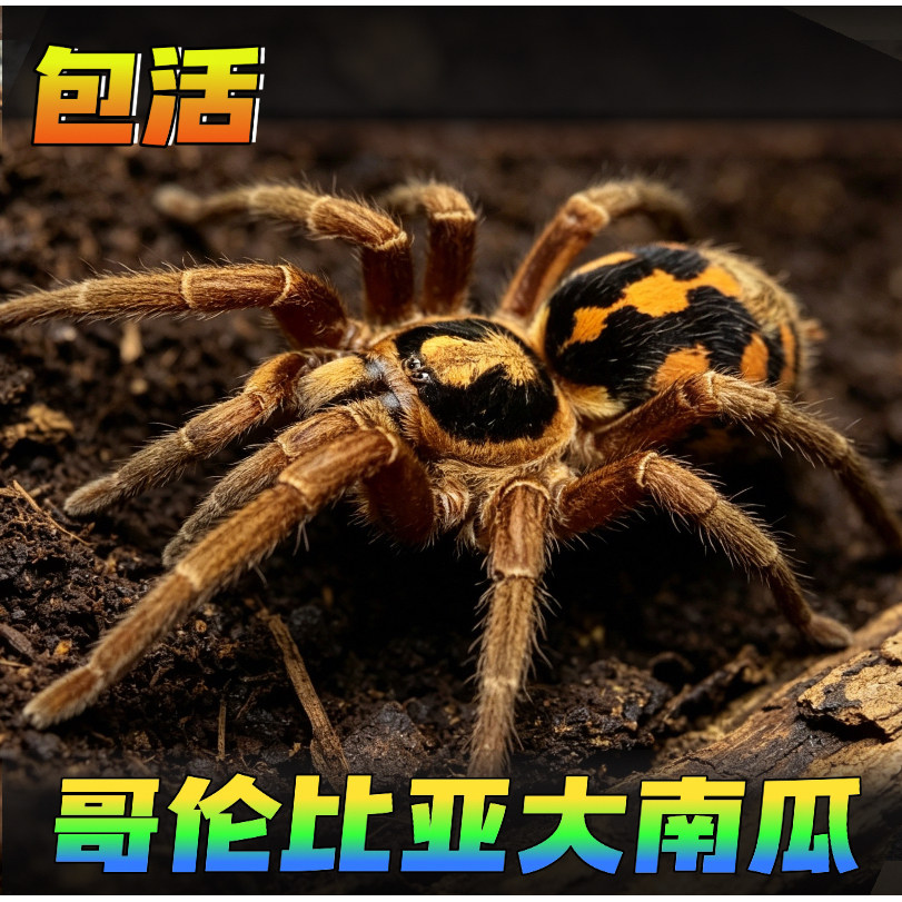 哥伦比亚南瓜蜘蛛宠物活体新手好蜘蛛
