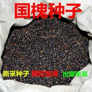 新采国槐种子 速生国槐种子黄花槐 红花槐 刺槐 洋槐紫穗槐树种子