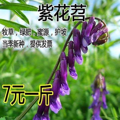 毛苕种子长柔野豌豆籽箭舌
