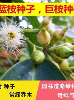桉树种子尾叶巨蓝杏仁林木
