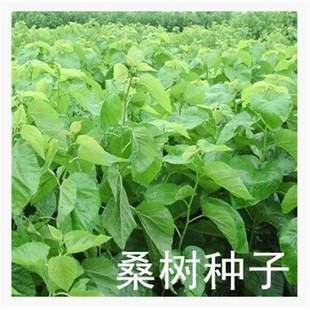 桑树种子大叶强农桑蚕桑子养蚕桑饲料桑桂桑 四季种植野生桑葚子