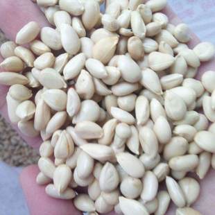 枸橘种籽围墙篱笆铁篱寨嫁接砧木红桔籽带刺香橙臭枸橘子枳壳种子