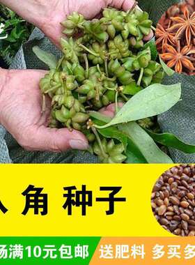 大红八角茴香种子树籽家庭