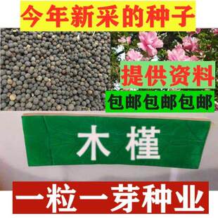 木槿种子 红花木槿种子 重瓣 朱槿 绿化林木苗木植物树种子
