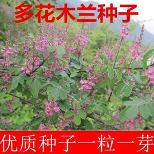 新采护坡灌木种子 多花木兰种子 猪屎豆种子 五倍子树种子