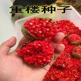 云南粉质滇重楼种苗七叶一枝花种子重楼籽独脚莲种子重楼种子