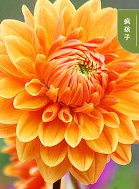 大丽菊花地瓜种球庭院植盆