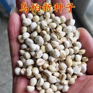 新采乌桕种子 乌桕树种子 彩叶树绿化工程苗木