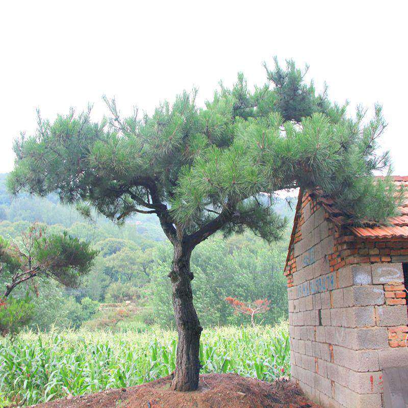 雪松种籽油松白皮松马尾松五针松黑松华山落叶湿地松树籽种子种植