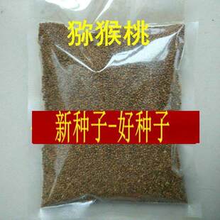 野生猕猴桃种子奇异果嫁接徐香红美红心黄心猕猴桃树种种子