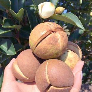 红花油茶种子白花油茶籽仁山茶花多年生大果油茶树籽油料茶子种籽