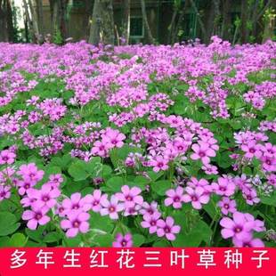 红三叶草籽林下绿化四季白三叶草种籽果园绿肥牧草种子庭院草子种