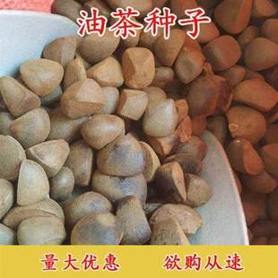 油茶种子 大果红花油茶种子 白花油茶 茶花山茶 茶树种子油茶树籽