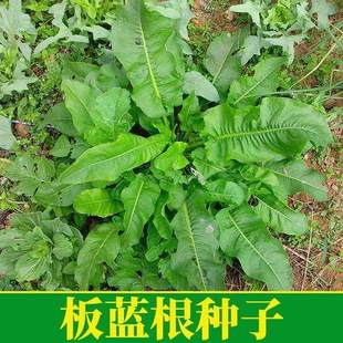药材种籽小叶板蓝根种子大青叶种子板蓝根草种子野生蔬菜苗种孑