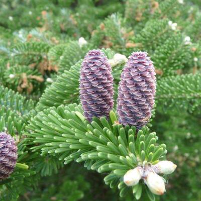 速生杉木种籽油刺池水云落