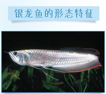 观赏小型宠物鱼易活银龙鱼活幼苗1